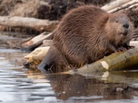 Replay Élément Terre, le reportage - Copier les castors pour stopper les inondations