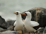 Replay Du Pérou aux îles Galapagos - Le courant marin de Humboldt