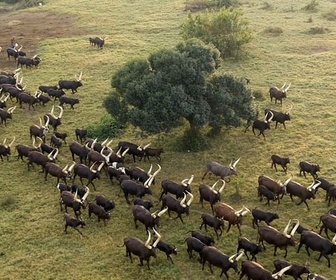 Replay Ouganda - L'Afrique vue du ciel