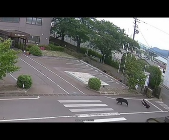 Replay Un ours pourchasse et attaque des ouvriers au Japon