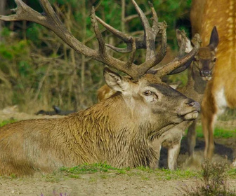 Replay Pays-Bas, voyage au coeur d'une nature sauvage