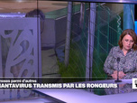 Replay Élément Terre, la quotidienne - Les hantavirus: des zoonoses transmises par les déjections des rongeurs