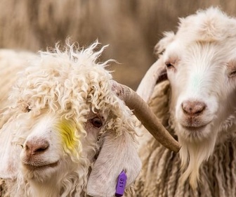 Replay Mohair, toison de l‘espoir - 360° Reportage