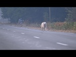 Replay Incendies: une équipe vétérinaire française soigne les animaux des évacués