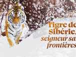 Replay Tigre de Sibérie, seigneur sans frontières