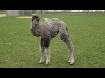 Replay Le chamelon Sophia naît au zoo de Whipsnade et met en avant la conservation