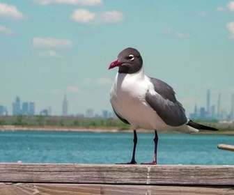 Replay La faune de Jamaica Bay - Archipel New York