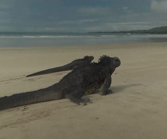 Replay ARTE Journal Junior - Galapagos : alerte à la pollution plastique