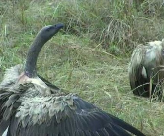 Replay Découverte du Monde - Masaï mara, la grande traversée des gnous