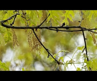 Replay Le changement climatique aggrave les allergies au pollen