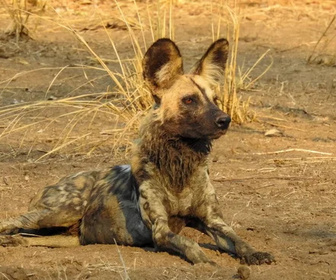 Sur la piste des chiens sauvages d'Afrique replay