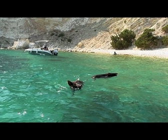 Replay Grèce : Atokos la petite île où humains et cochons se baignent et bronzent ensemble