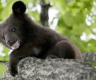 Replay Le pays de l'ours