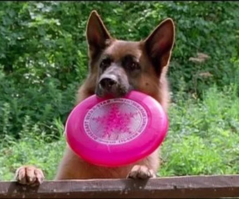 Replay Rex, chien flic - Un été meurtrier