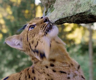 Replay En catimini - Le retour des espèces disparues