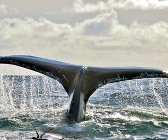 Replay Eté - L'Irlande sauvage en quatre saisons