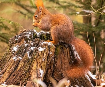 Replay Sous les arbres, la vie - Voyage au coeur de nos forêts