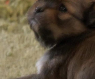 Replay Too cute (Trop mignon) - Terre-Neuve Labradors croisés et Epagneuls tibétains