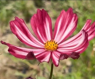 Replay Élément Terre, le reportage - Ces fleurs françaises révolutionnent le secteur mondial