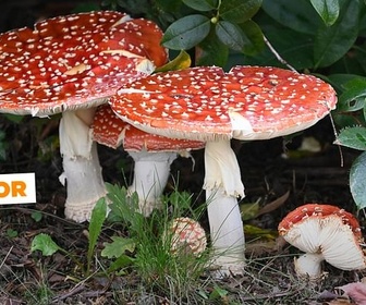 Replay La chasse aux - ARTE Journal Junior de jeudi