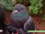Replay L'hebdo des animaux - S1E11 - Episode 11