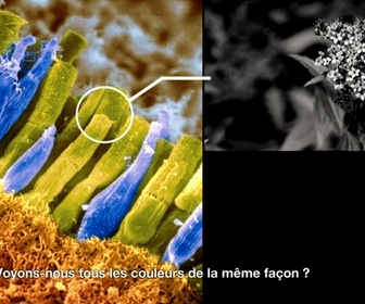 Replay e=m6 - Vision des couleurs, grains de beauté, groupes sanguins : nous sommes tous pareils et pourtant tous différents !