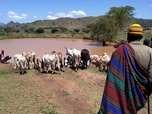 Replay Éleveurs de bovins en Ouganda - Les artisans de la nature