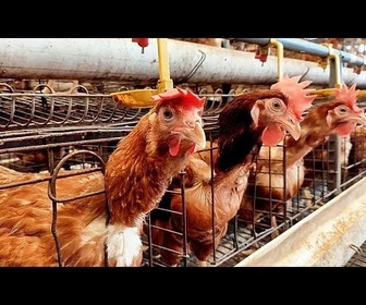 Replay Grippe aviaire : l'Espagne ordonne le confinement total des volailles élevées en plein air