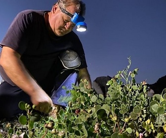 Replay Les câpres de Sicile, la saveur de la Méditerranée - GEO Reportage