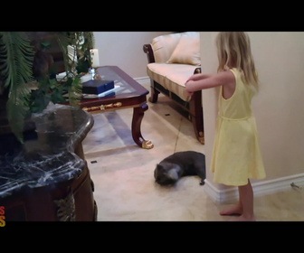 Replay Hell's cat : mon chat est un cauchemar - S6E2 - Chat au foyer d'Orange County