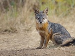 Replay Le renard qui a sauvé son île