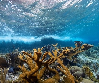 Replay Engagés pour le corail des Caraïbes - Des mains vertes pour la nature