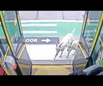 Replay Passagers inattendus: deux chèvres montent dans un bus