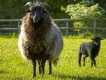 Replay Printemps, les premiers pas - La vie cachée des animaux de la ferme