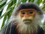 Replay Vietnam, des ponts pour sauver les singes - 360° Reportage