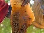 Replay Kenya : l'abeille, les Yaaku et l'oiseau - Les maîtres des abeilles