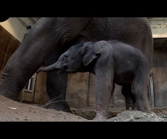 Replay Découvrez le nouveau bébé éléphant du zoo de Portland