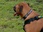 Replay Chiens hors de contrôle