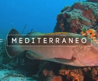 Replay Mediterraneo - Navigation entre Monaco et la mer Egée avec la Mission Grèce 2025