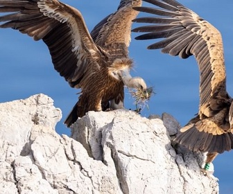Replay Le littoral sauvage - Merveilles de la côte croate