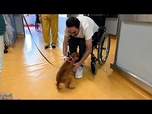 Replay Dans un hôpital portugais, les animaux de compagnie visitent leurs maîtres en chambre