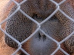 Replay ARTE Journal - Espagne : plus de droits pour les grands singes en captivité