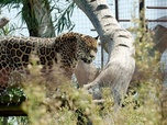 Replay Argentine : le retour du jaguar - GEO Reportage