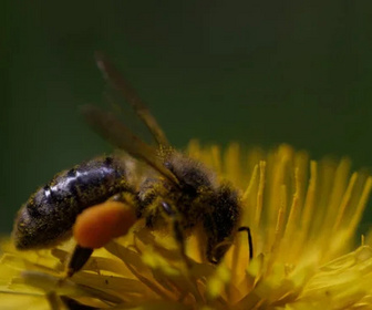 Replay Au pays de l'abeille noire