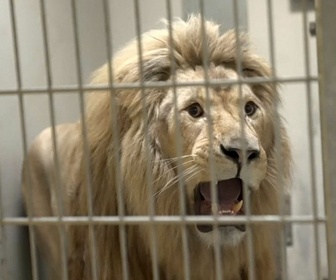 Replay Le lion Tajo chez le dentiste : mal aux dents