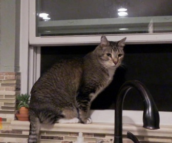 Replay Hell's cat : mon chat est un cauchemar - S8E3 - Cauchemar sur la rue des chats