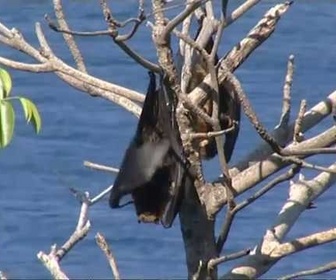 Replay Latitude Malgache - Sakatia. Les brookesias de l'île sacrée - Madagascar