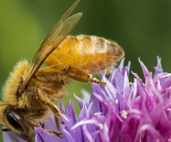 Replay Invitation au voyage - 12/02/2026 - L'île de Groix, royaume de l'abeille noire