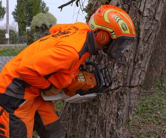 Replay Bûcheron : un métier à hauts risques - S2E4 - Apprentis bûcherons : le grand test