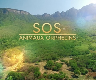 SOS animaux orphelins replay